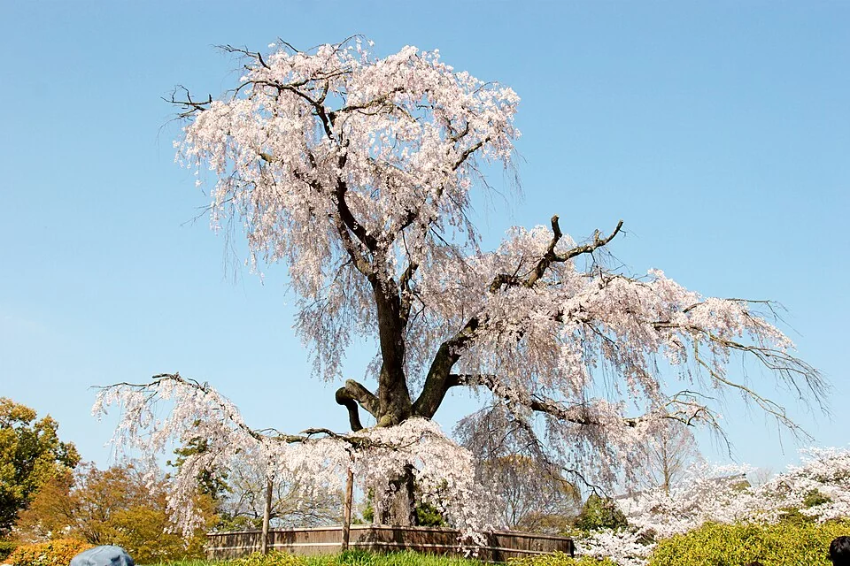 京都圓山公園春日櫻花景色