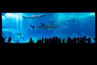 沖繩美麗海水族館