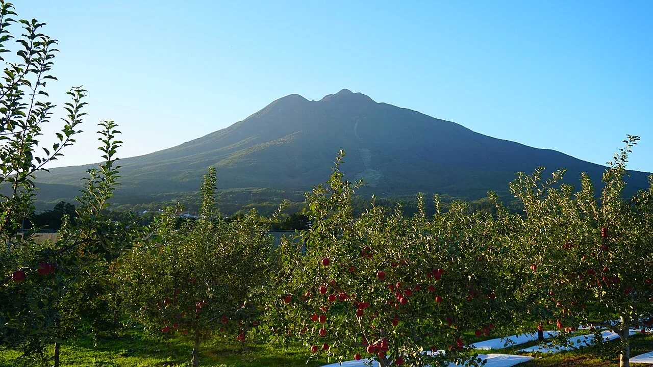 弘前蘋果果園與遠處岩木山