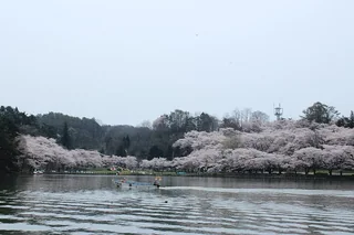 高松之池 高松の池