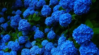 雲昌寺繡球花 雲昌寺