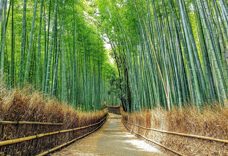 嵯峨野竹林小徑