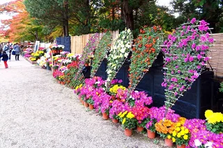 弘前城菊與紅葉祭 弘前城菊と紅葉まつり