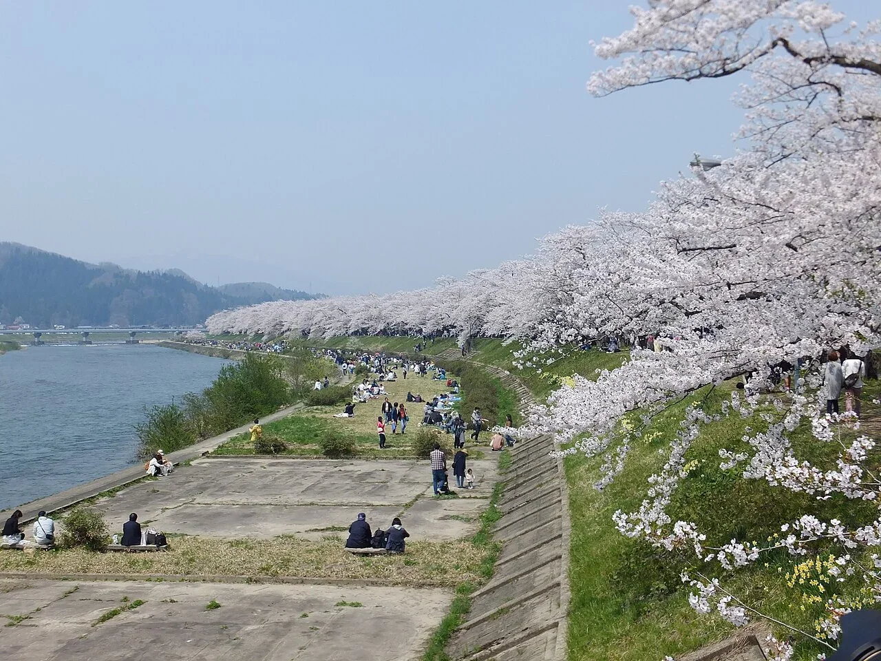 檜木內川堤櫻花實景