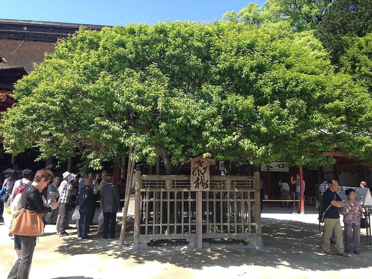 太宰府天滿宮御本殿旁的飛梅神木