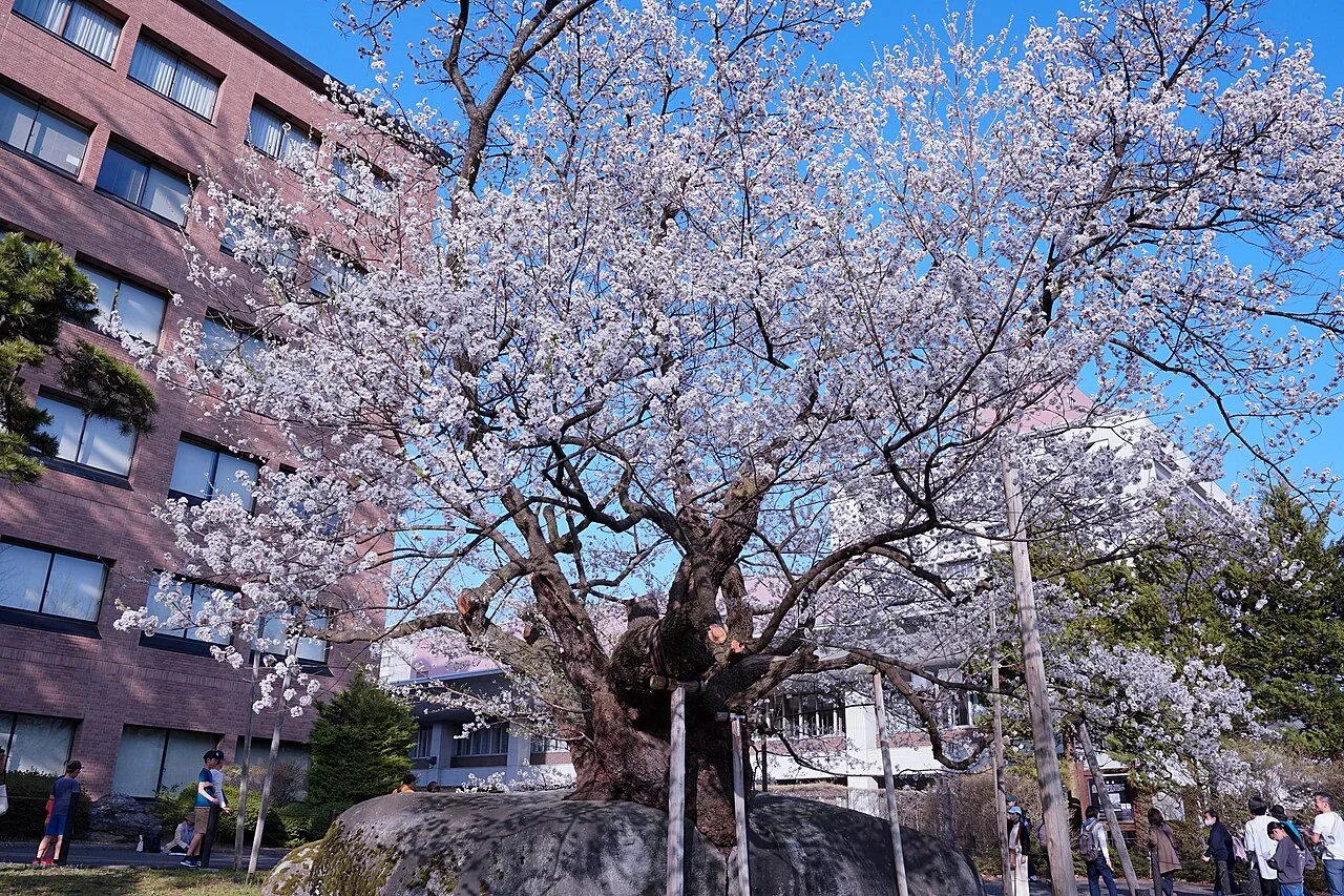 石割櫻，盛岡地方裁判所前
