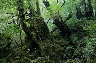 屋久島白谷雲水峽