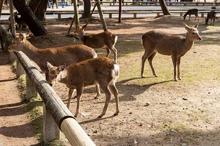 奈良公園・鹿