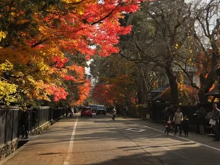 白天紅葉街景，非夜間點燈
