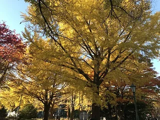 札幌北海道大學的秋季銀杏樹
