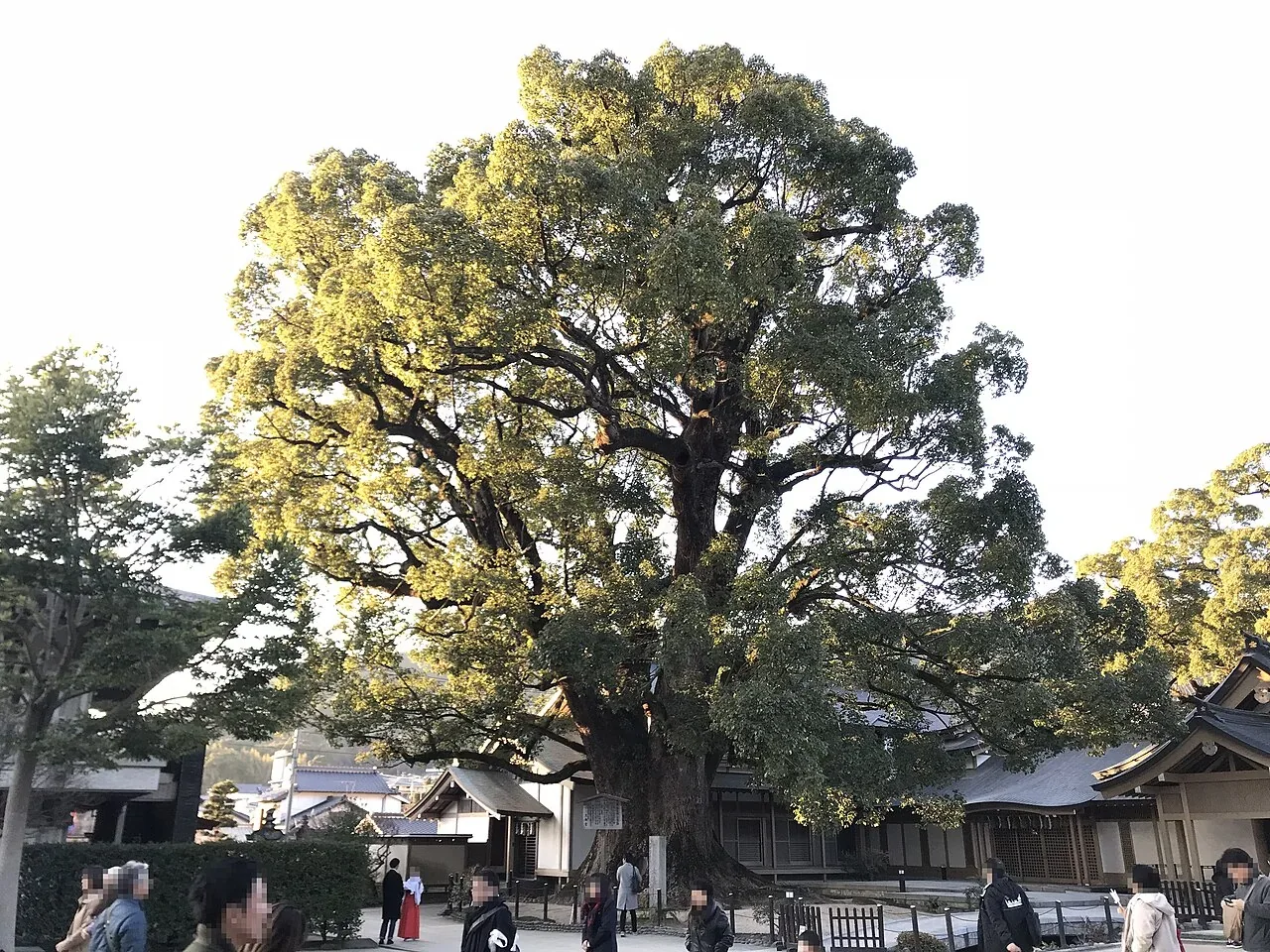太宰府天滿宮境內的大樟樹