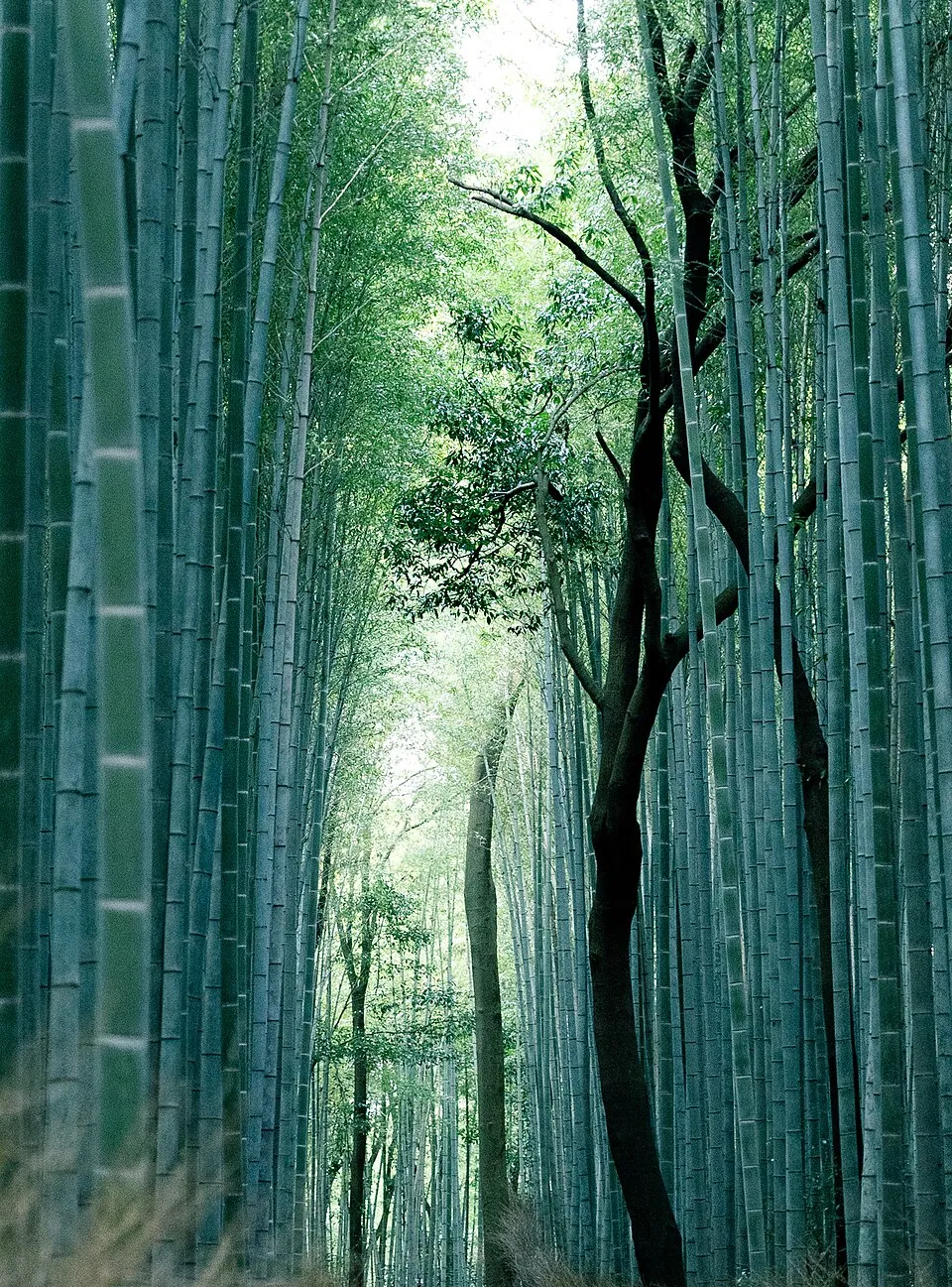 層層竹葉下的嵐山竹林